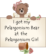 Ingrid's Pelargonium Girl Cornelia Bear 